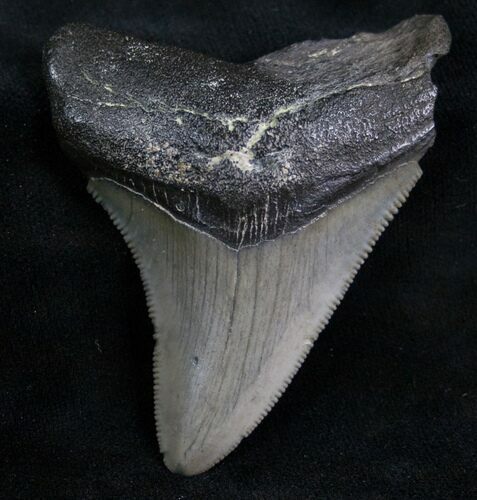 Megalodon Tooth - Peace River, Florida #7315